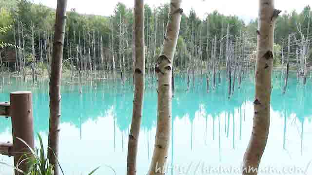 美瑛の青い池　小道からの風景